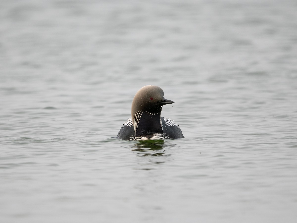 太平洋潛鳥 - ML639495844