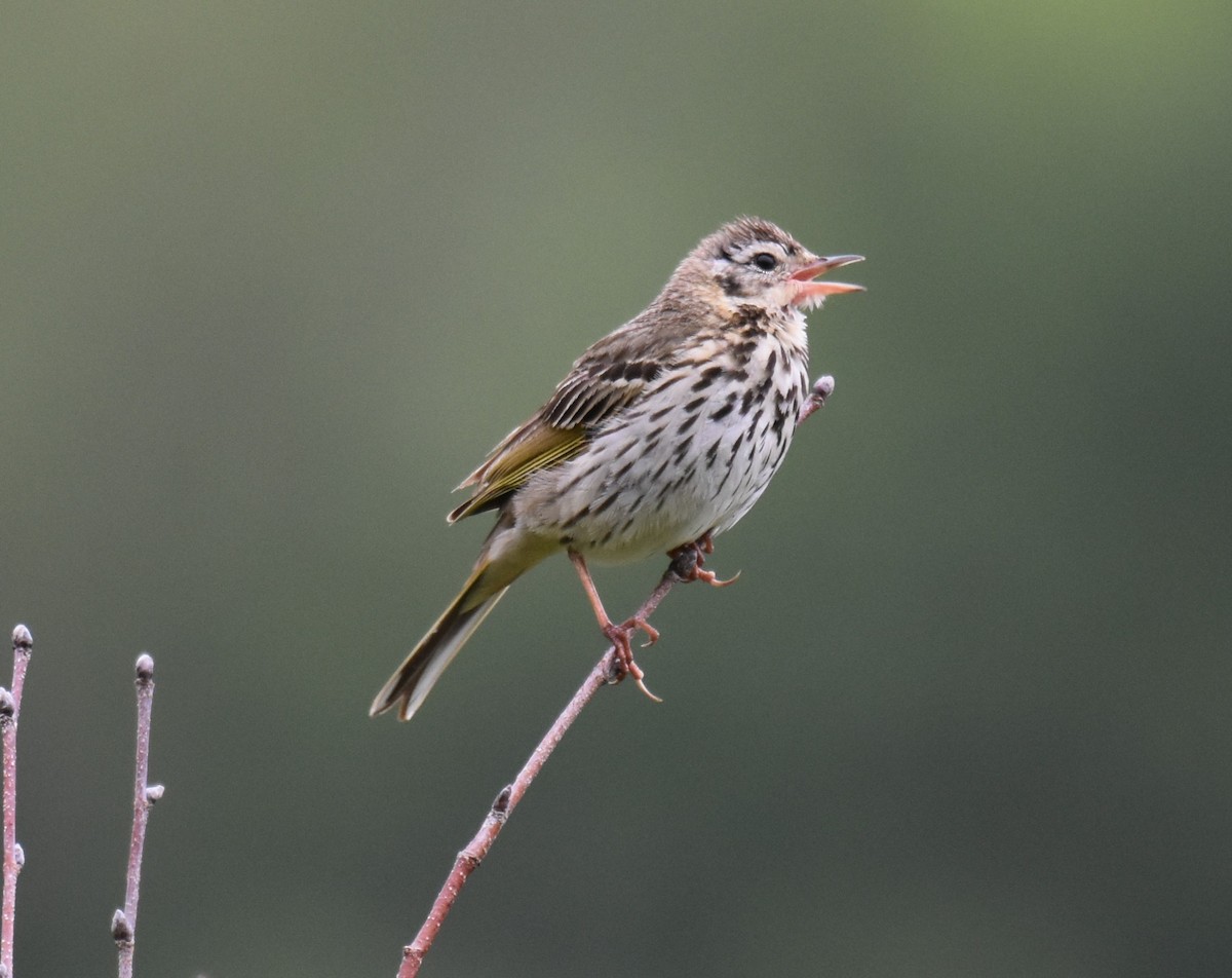 Olive-backed Pipit - ML639495845