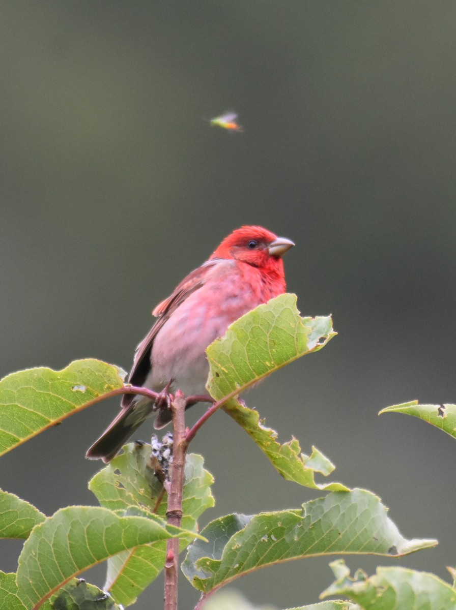 Common Rosefinch - ML639495848