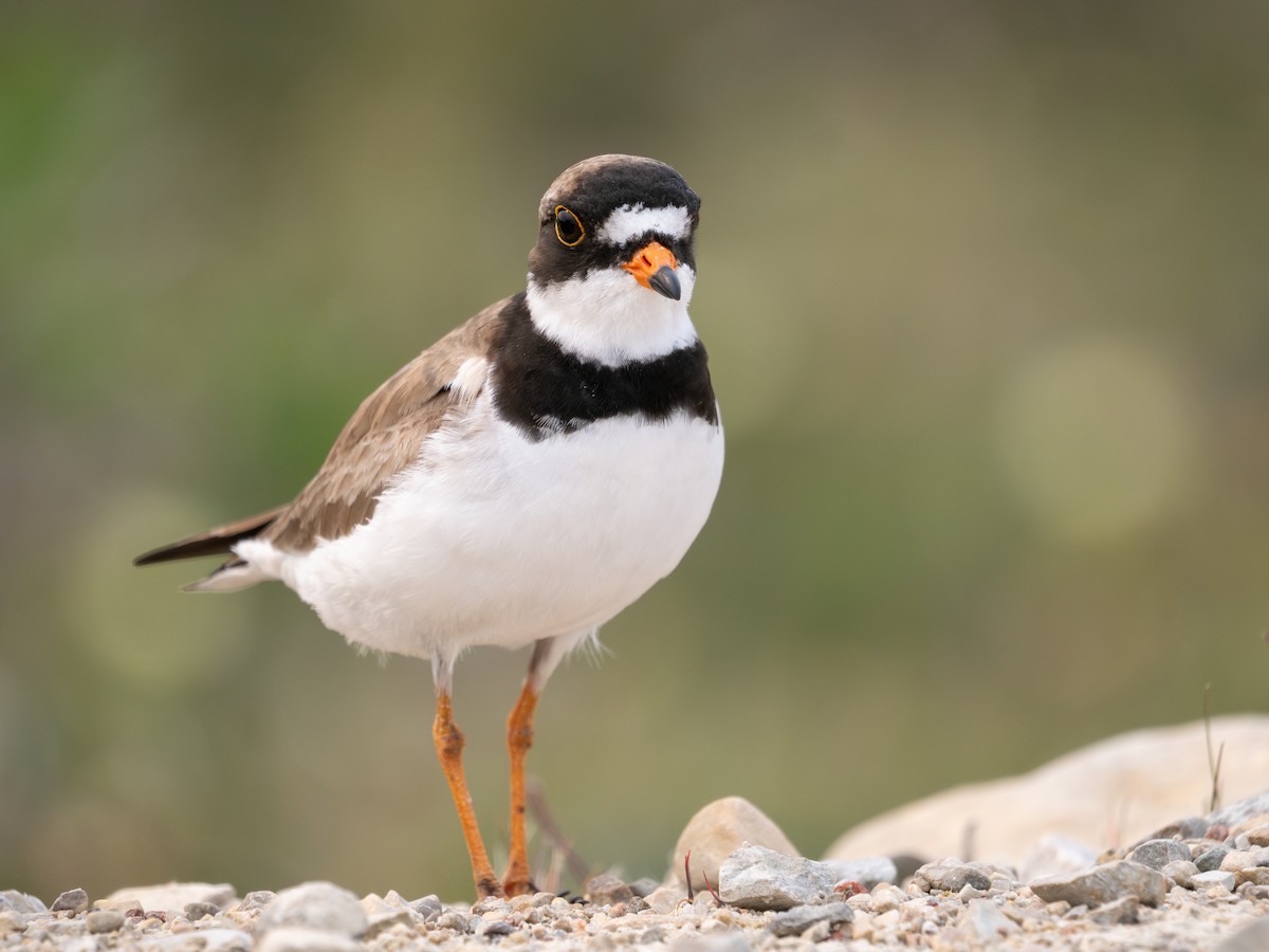 Semipalmated Plover - ML639495853