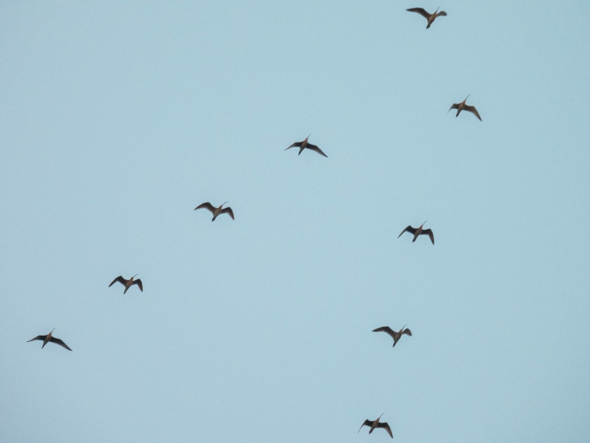 curlew sp. - ML639495873