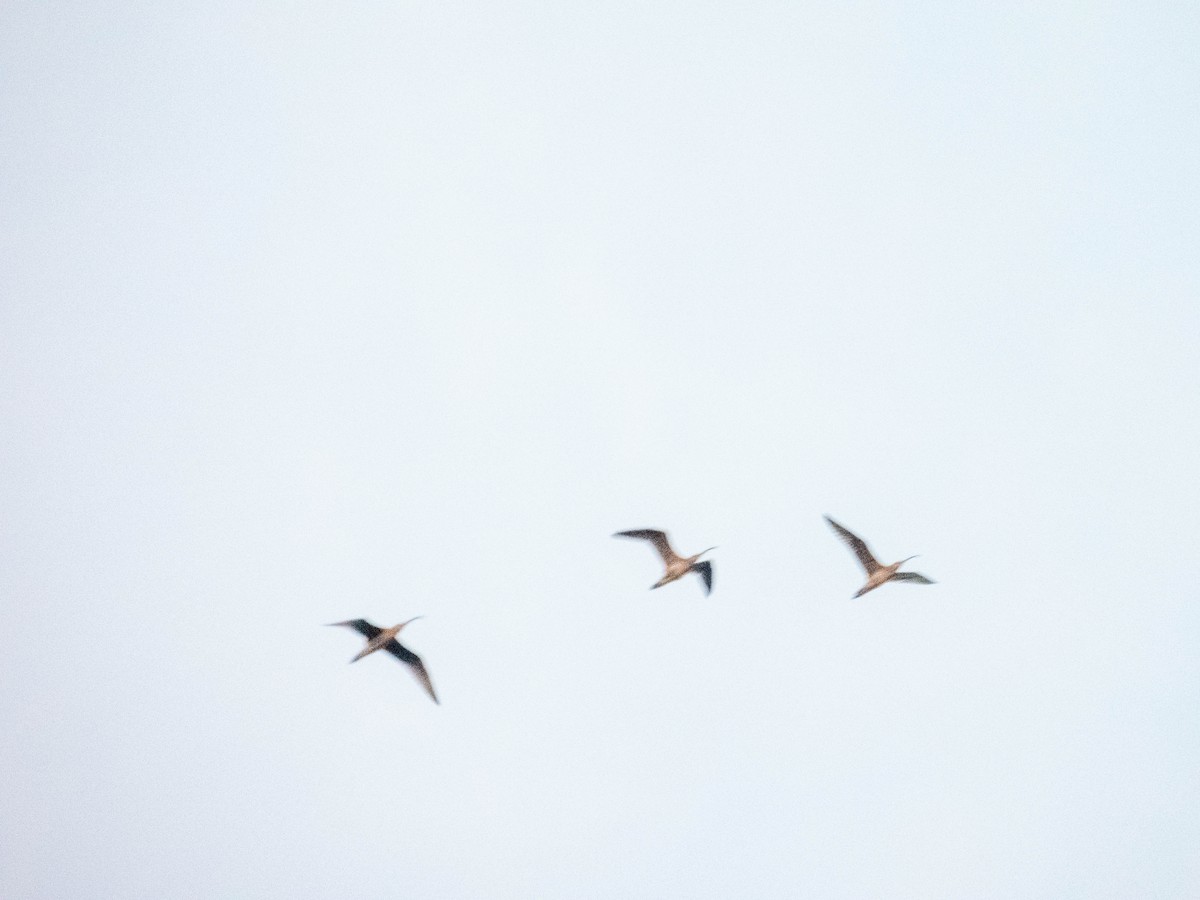curlew sp. - ML639495875