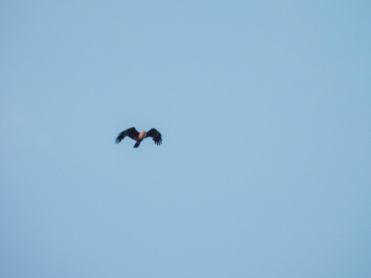 Brahminy Kite - ML639495877
