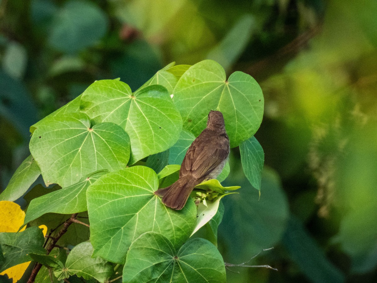 Red-eyed Bulbul - ML639495882