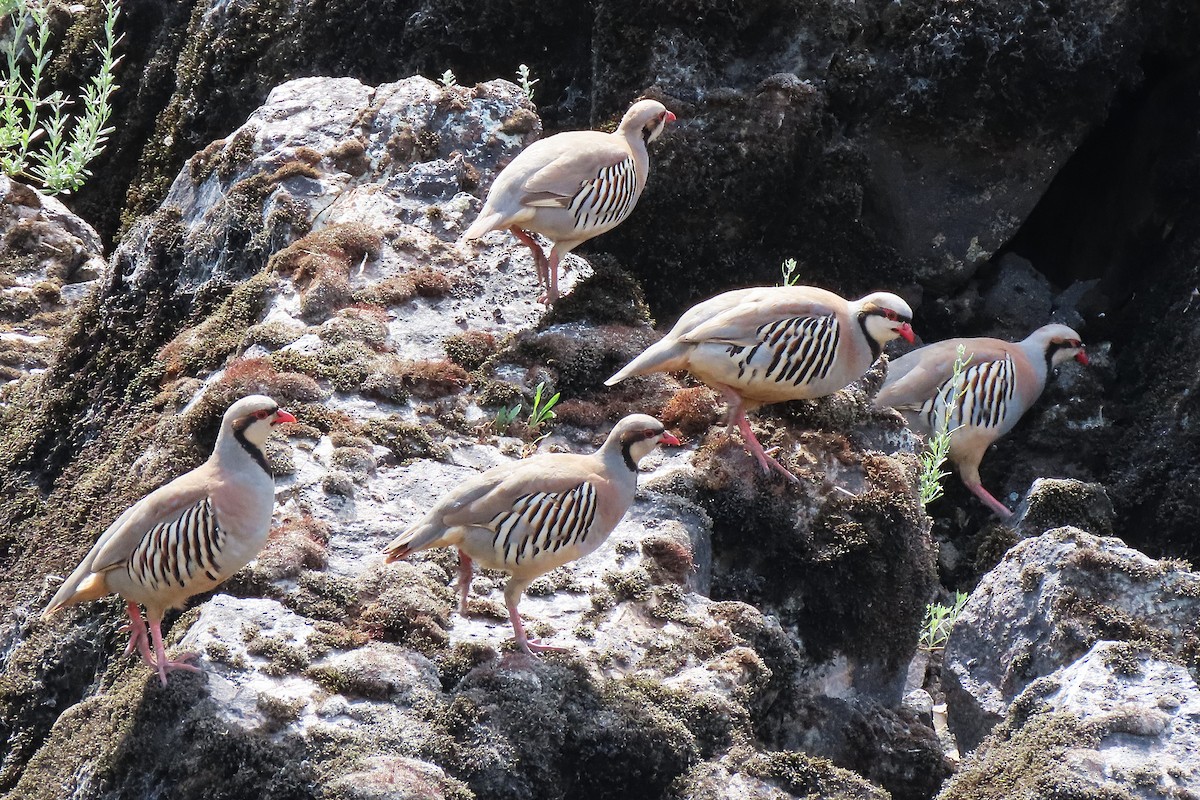 Хахилаг - ML639495904