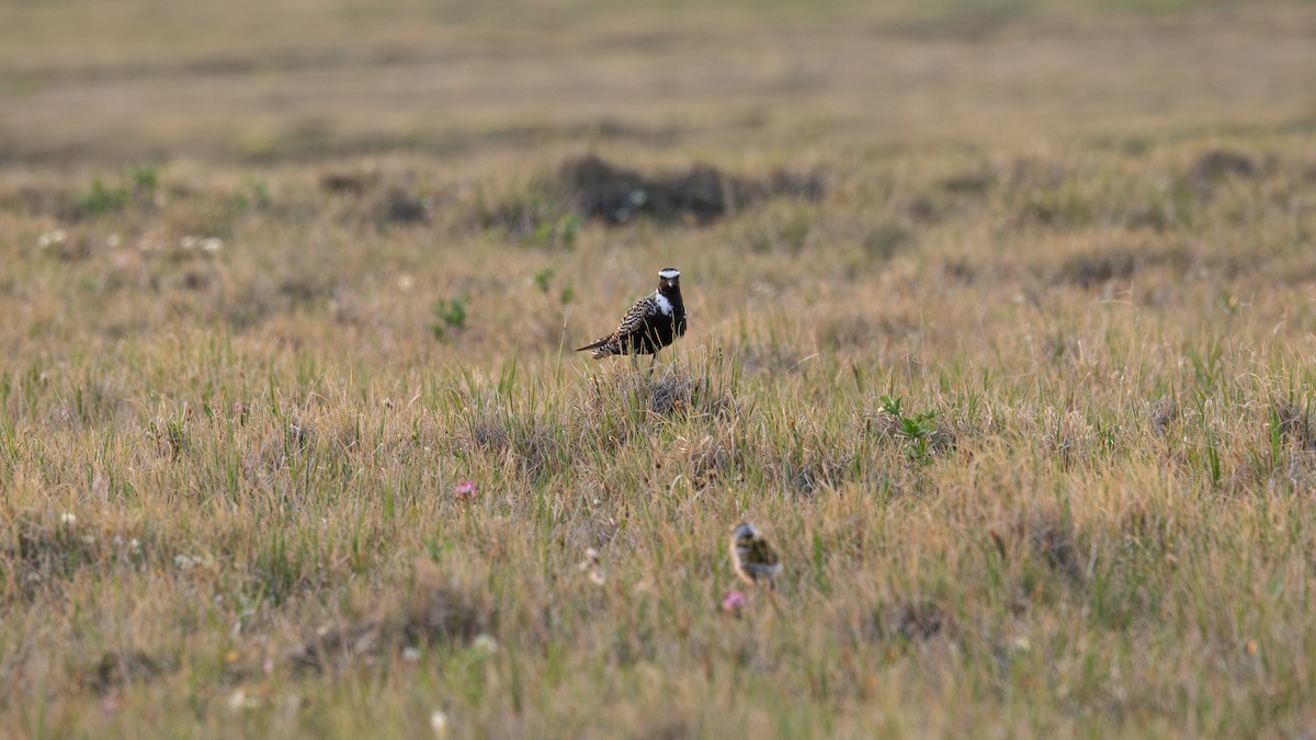 American Golden-Plover - ML639495921