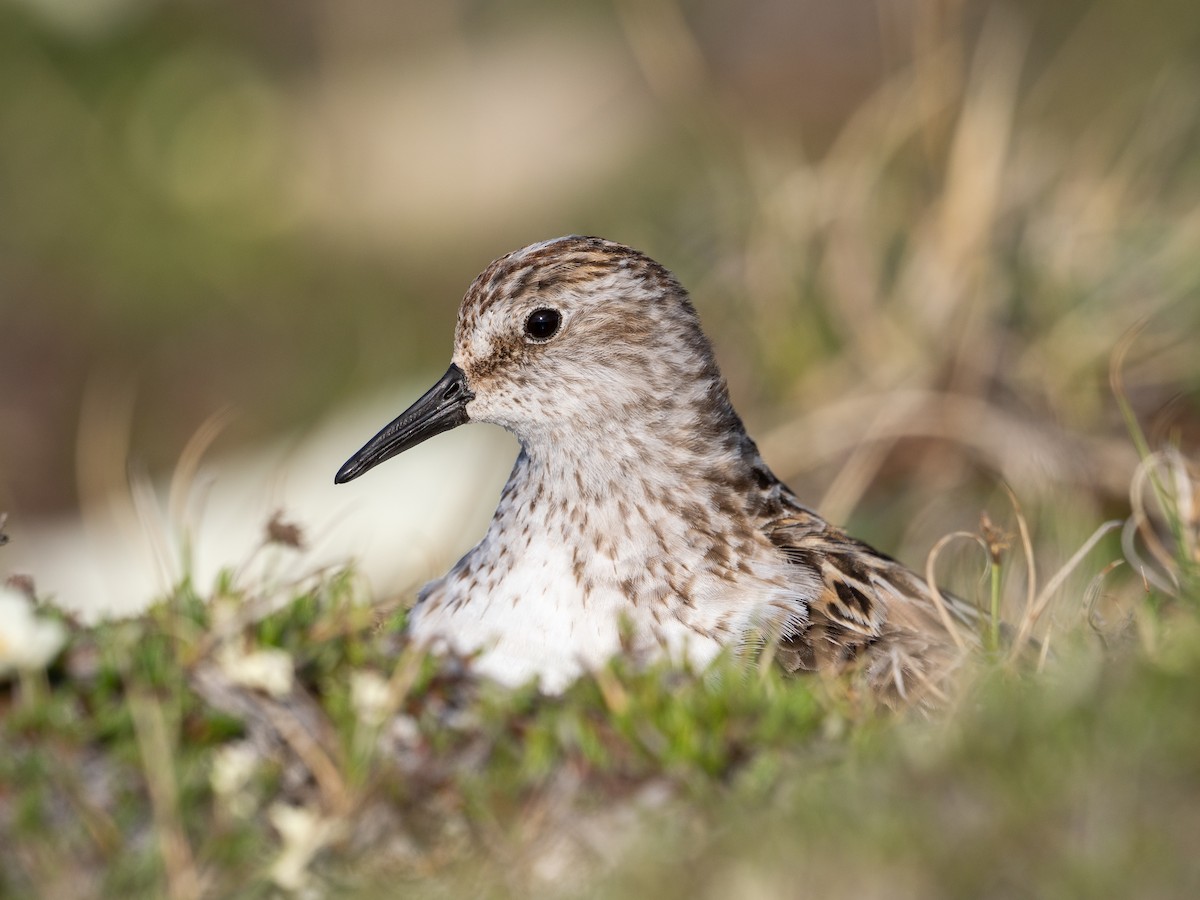Semipalmated Sandpiper - ML639495945