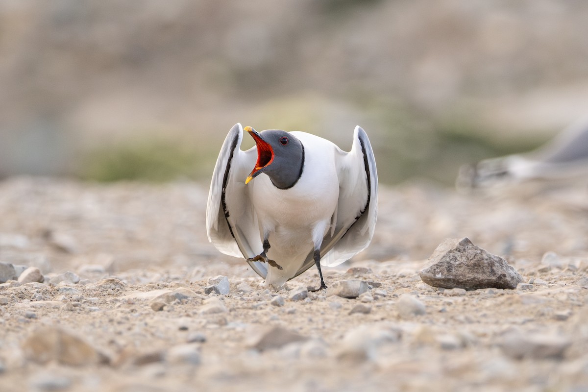 叉尾鷗 - ML639495947