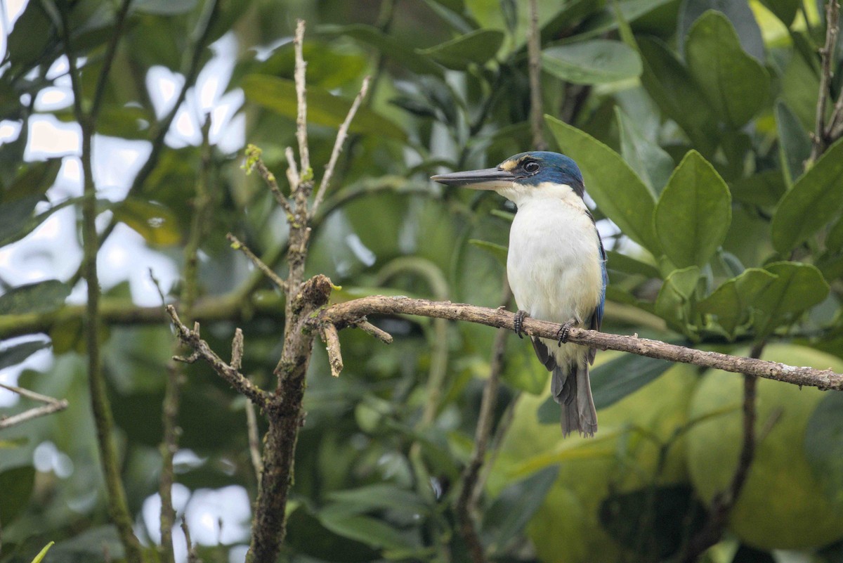 Pacific Kingfisher - ML639495959