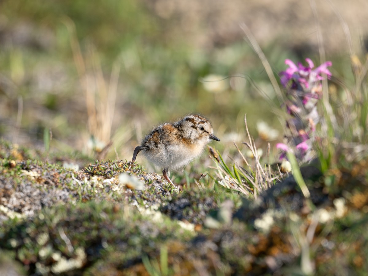 Semipalmated Plover - ML639495996