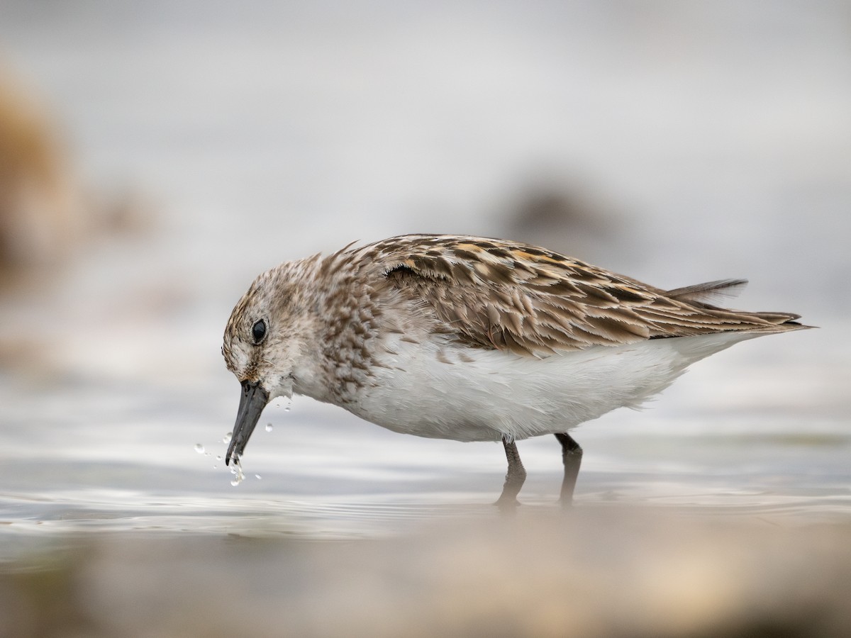 Semipalmated Sandpiper - ML639496095