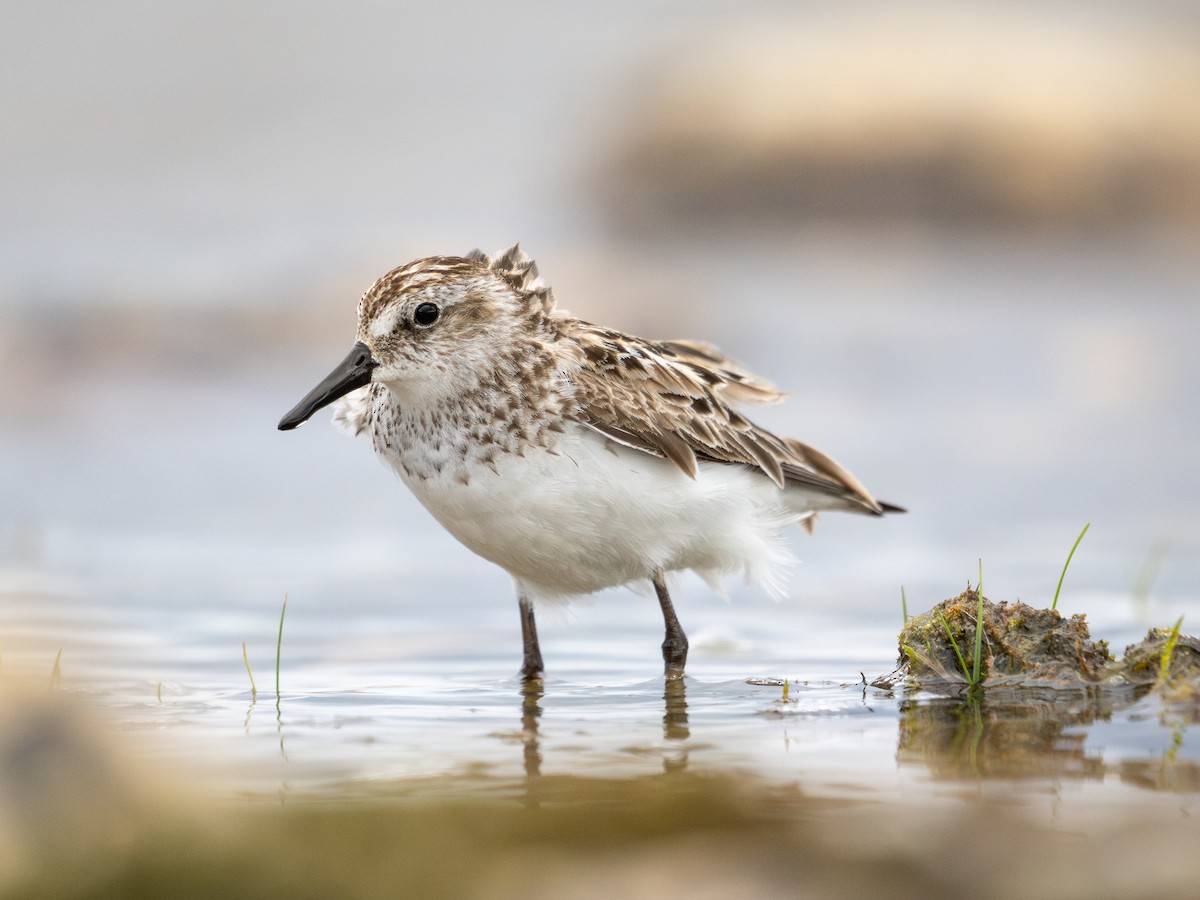Semipalmated Sandpiper - ML639496096