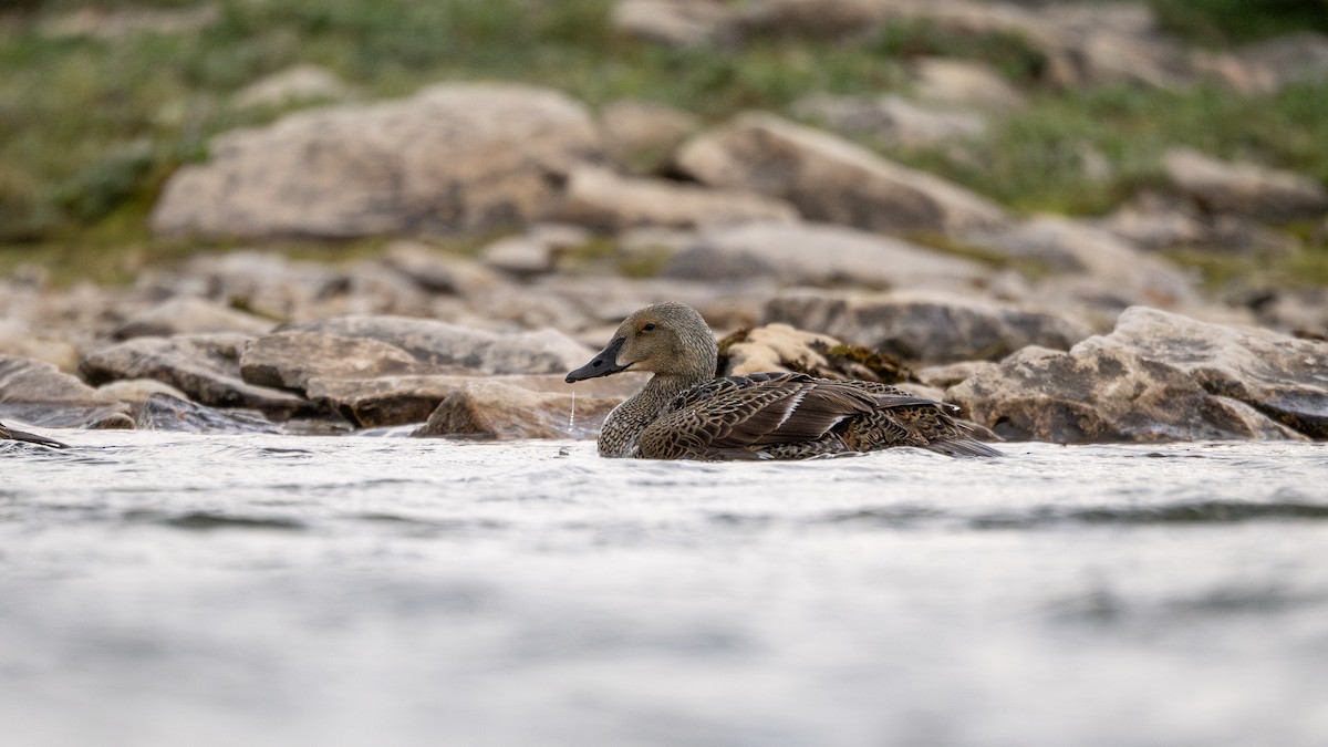 King Eider - ML639496097