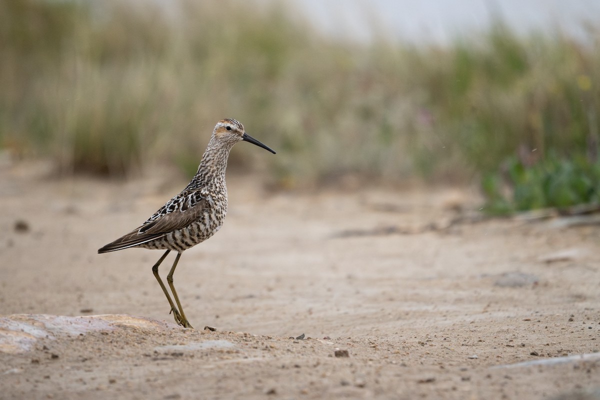高蹺濱鷸 - ML639496124