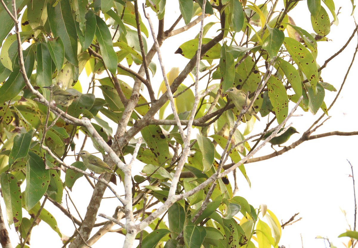 Red-legged Honeycreeper - ML639496168