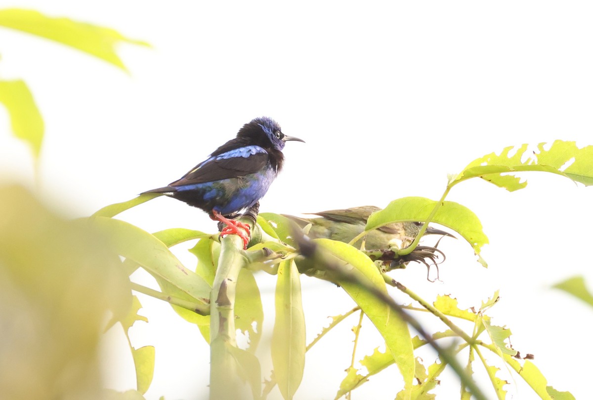 Red-legged Honeycreeper - ML639496169