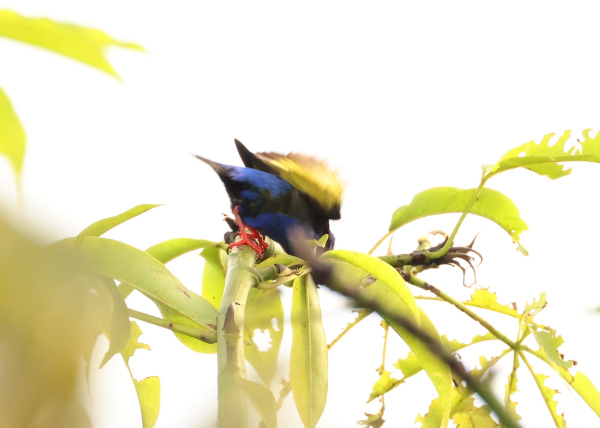 Red-legged Honeycreeper - ML639496170