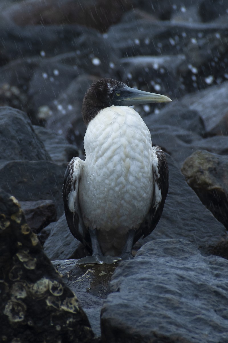 Masked Booby - ML639496220