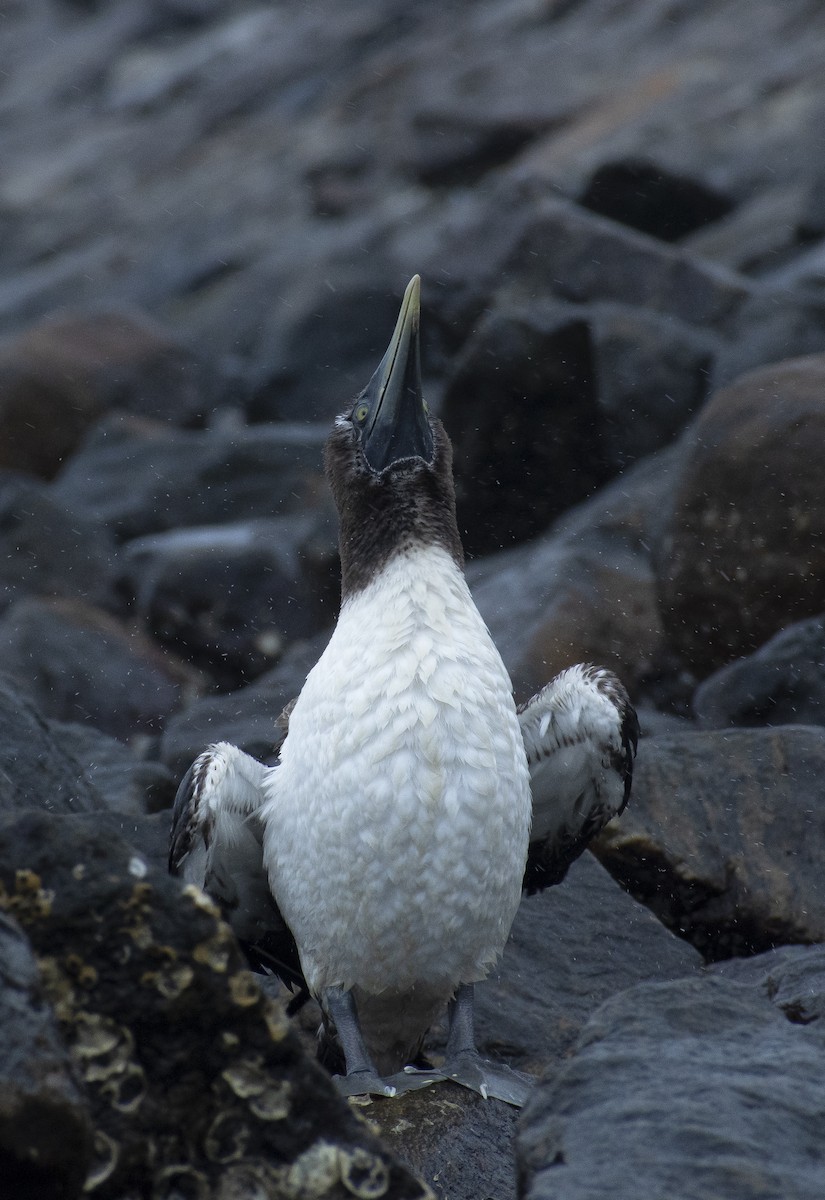 Masked Booby - ML639496221