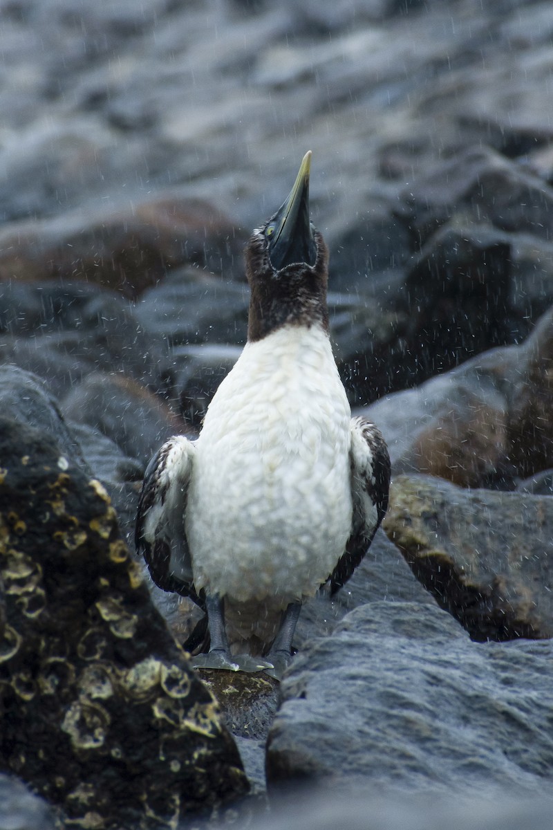 Masked Booby - ML639496222