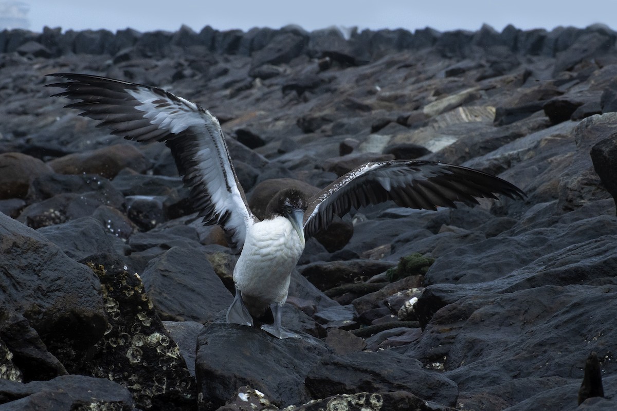 Masked Booby - ML639496223