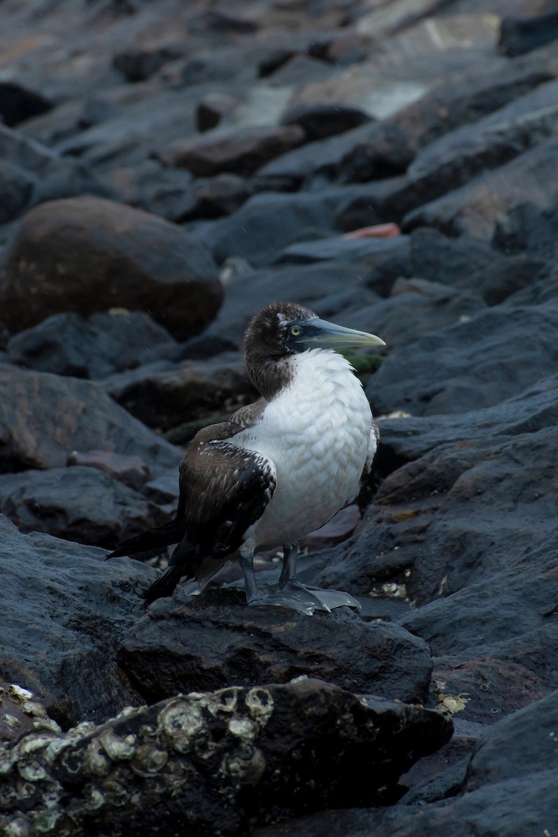 Masked Booby - ML639496224