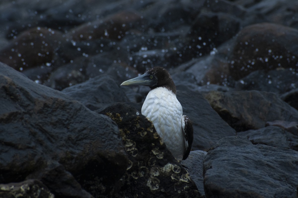 Masked Booby - ML639496225