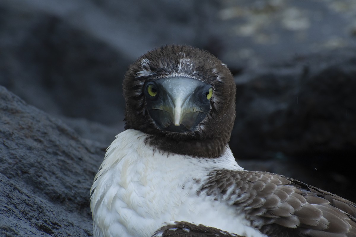 Masked Booby - ML639496226
