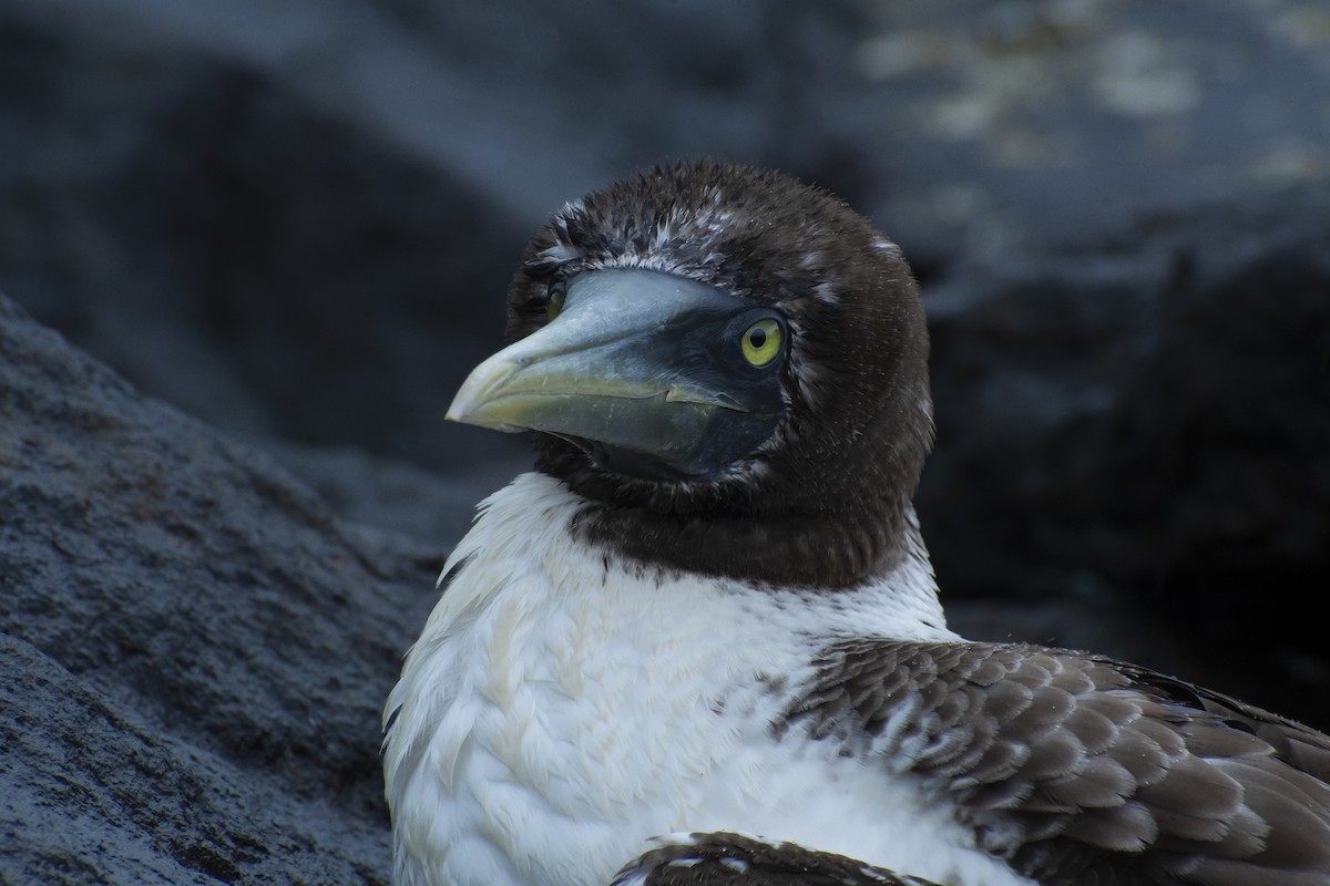 Masked Booby - ML639496227