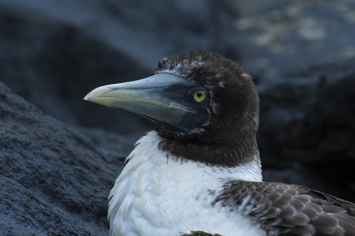 Masked Booby - ML639496228