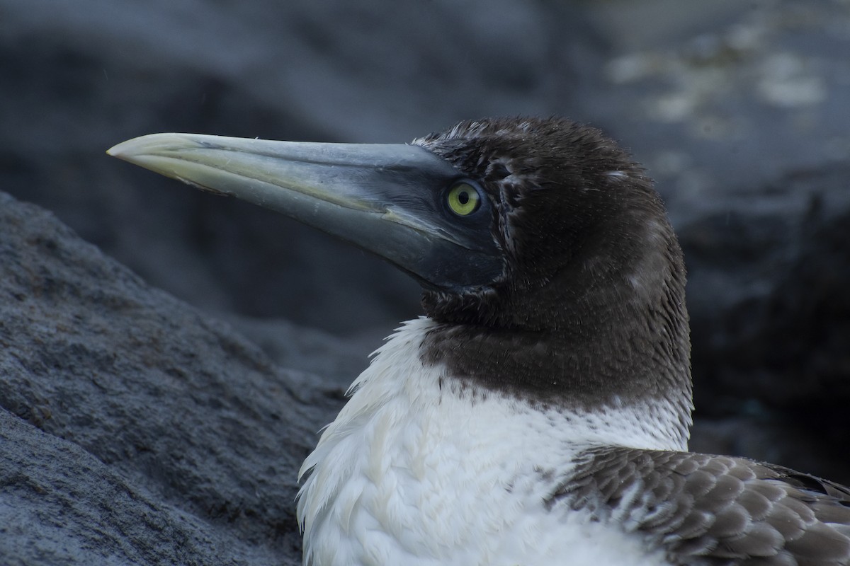 Masked Booby - ML639496229