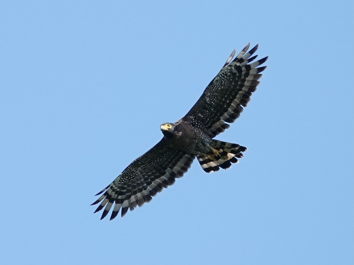 Serpentaire des Célèbes - ML639496256