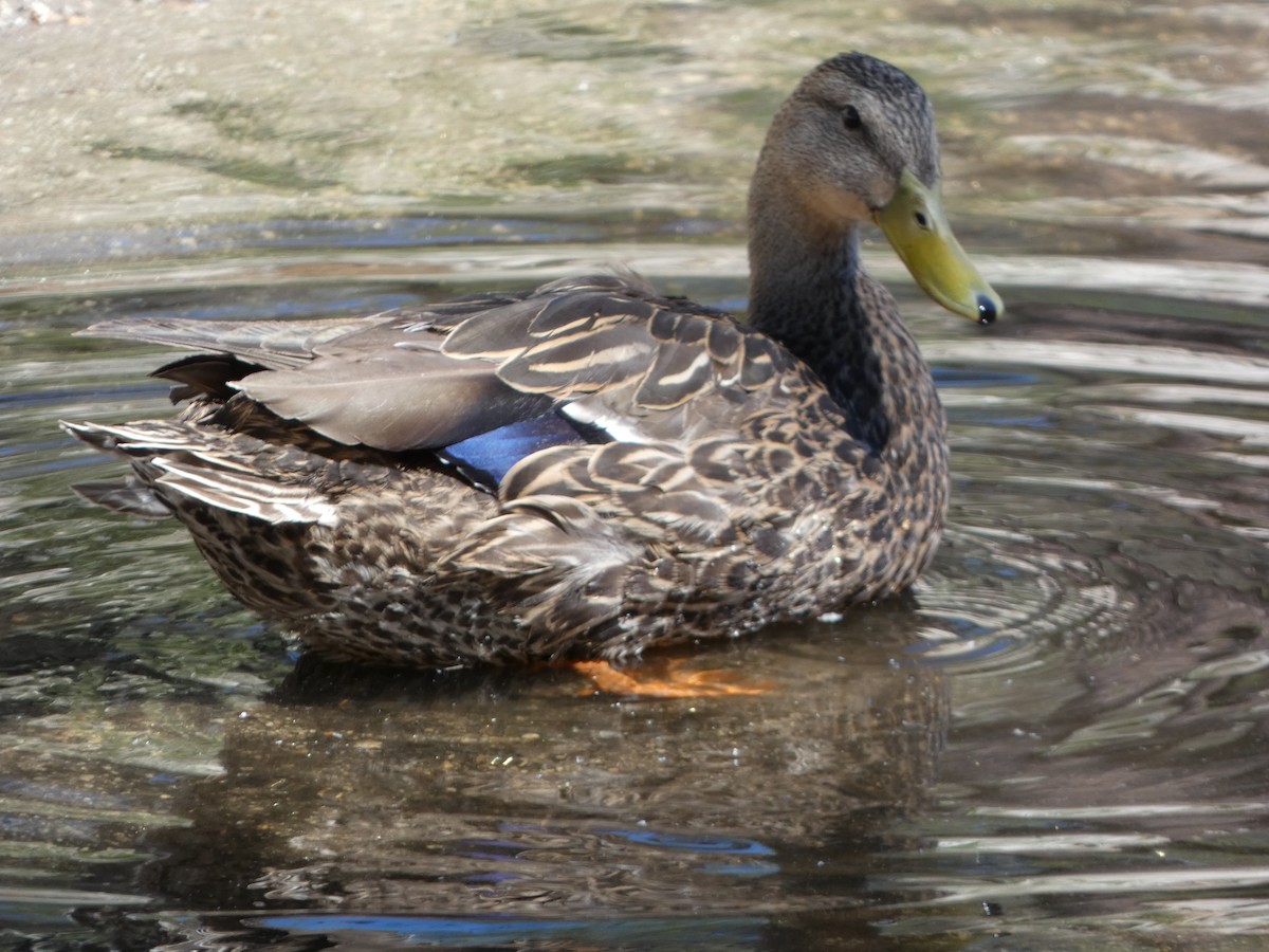 Mexican Duck - ML639496299