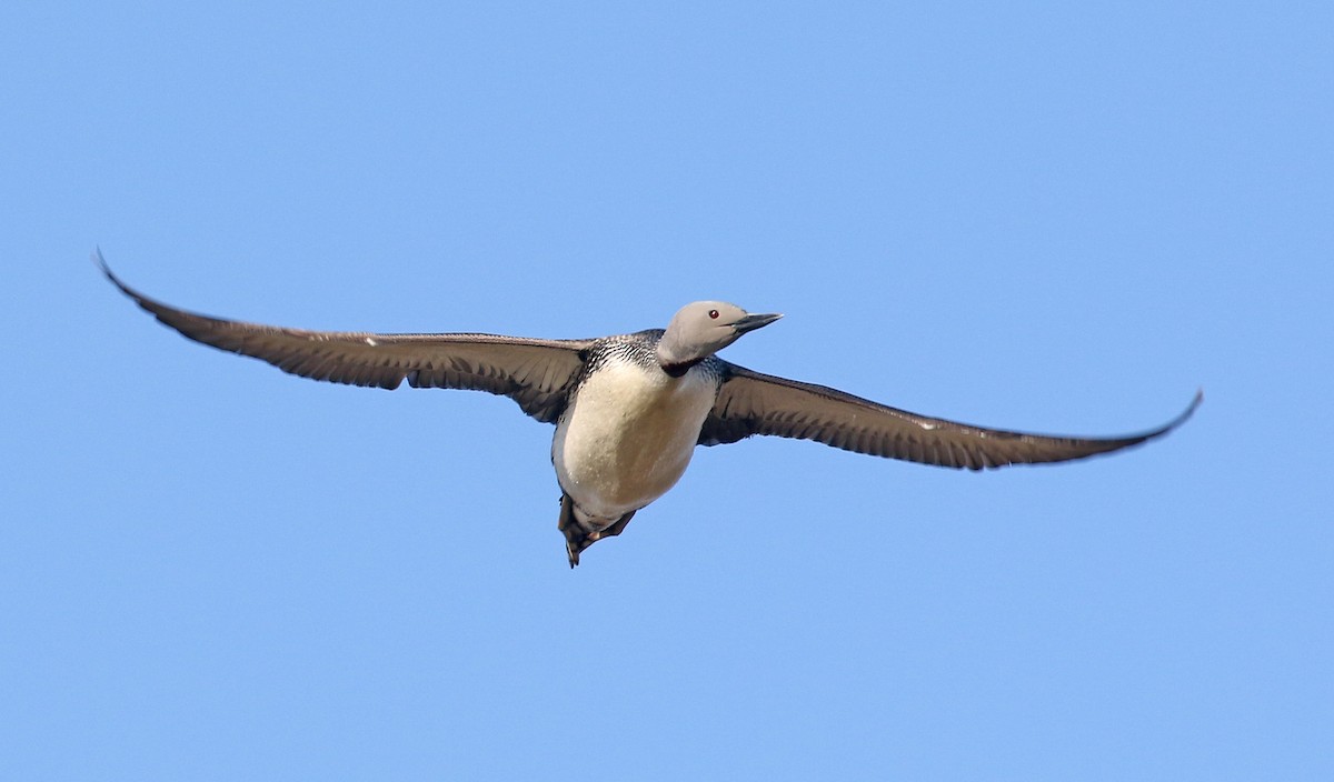 Red-throated Loon - ML63949631