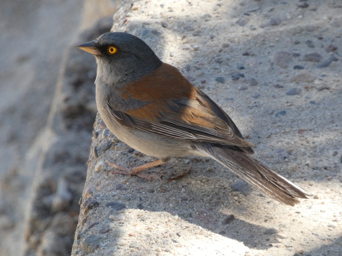 Yellow-eyed Junco - ML639496335