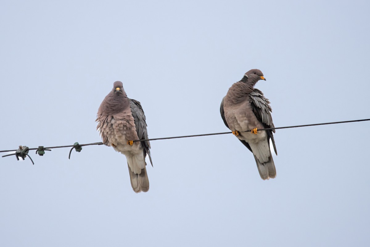 Band-tailed Pigeon - ML639496368