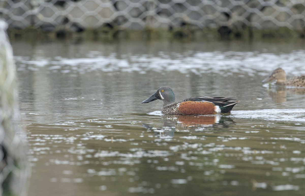 Australasian Shoveler - ML639496396