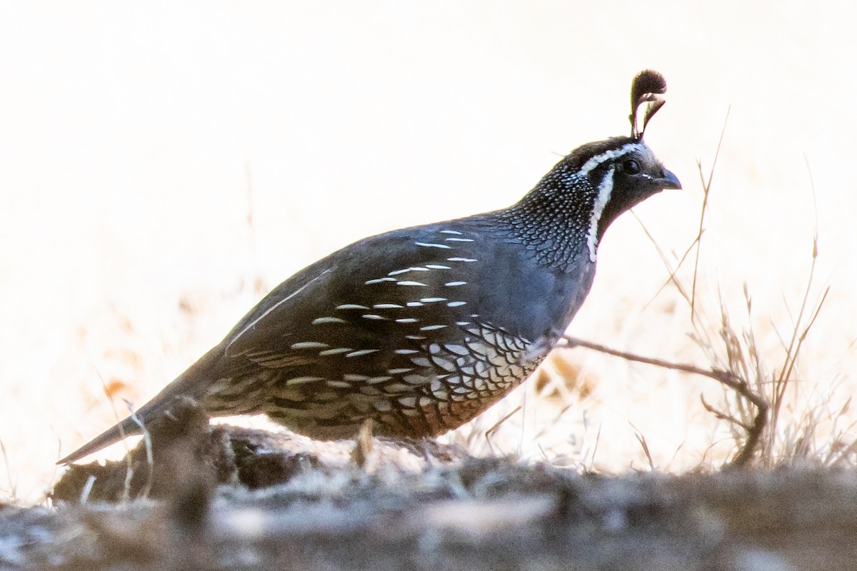 California Quail - ML639496416
