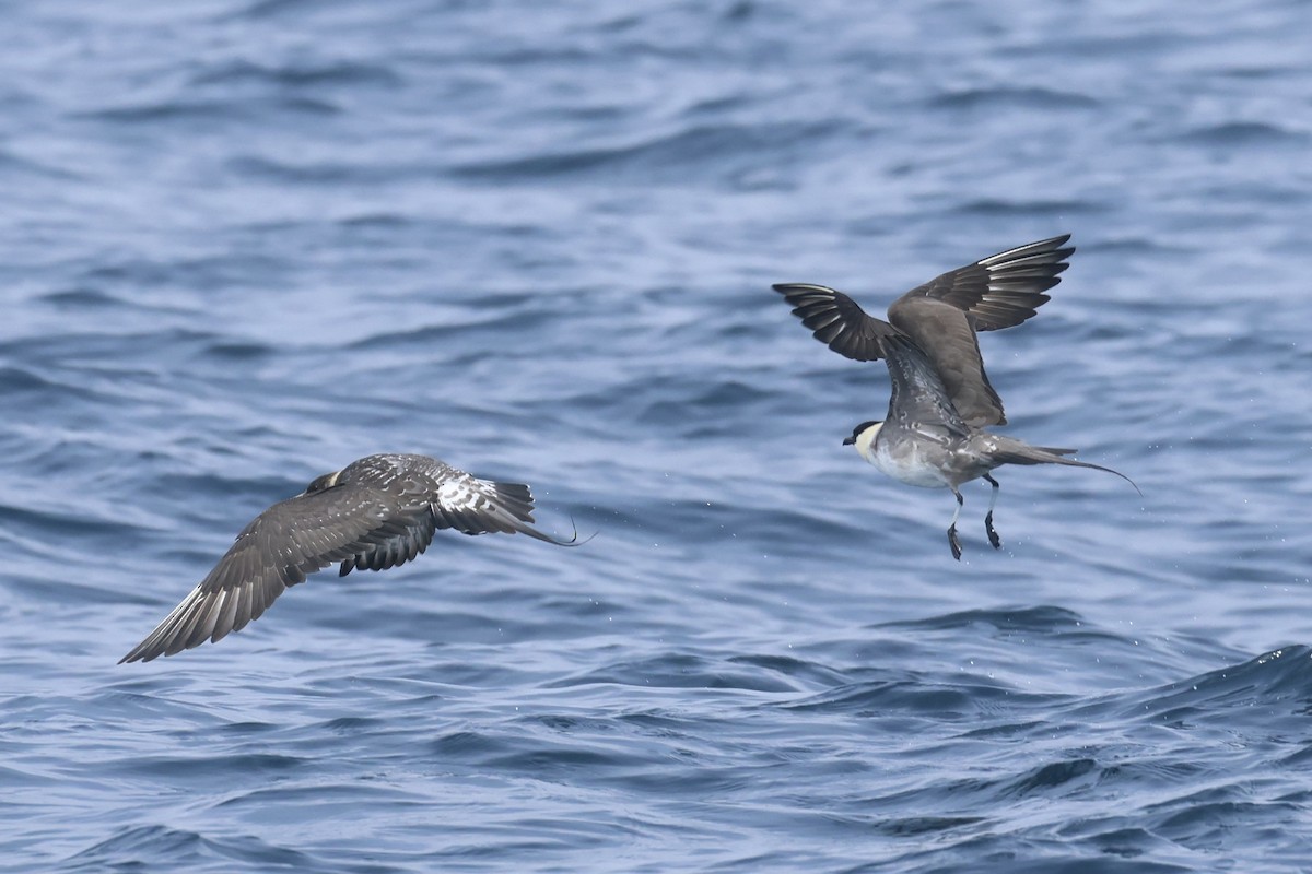 Long-tailed Jaeger - ML639496470