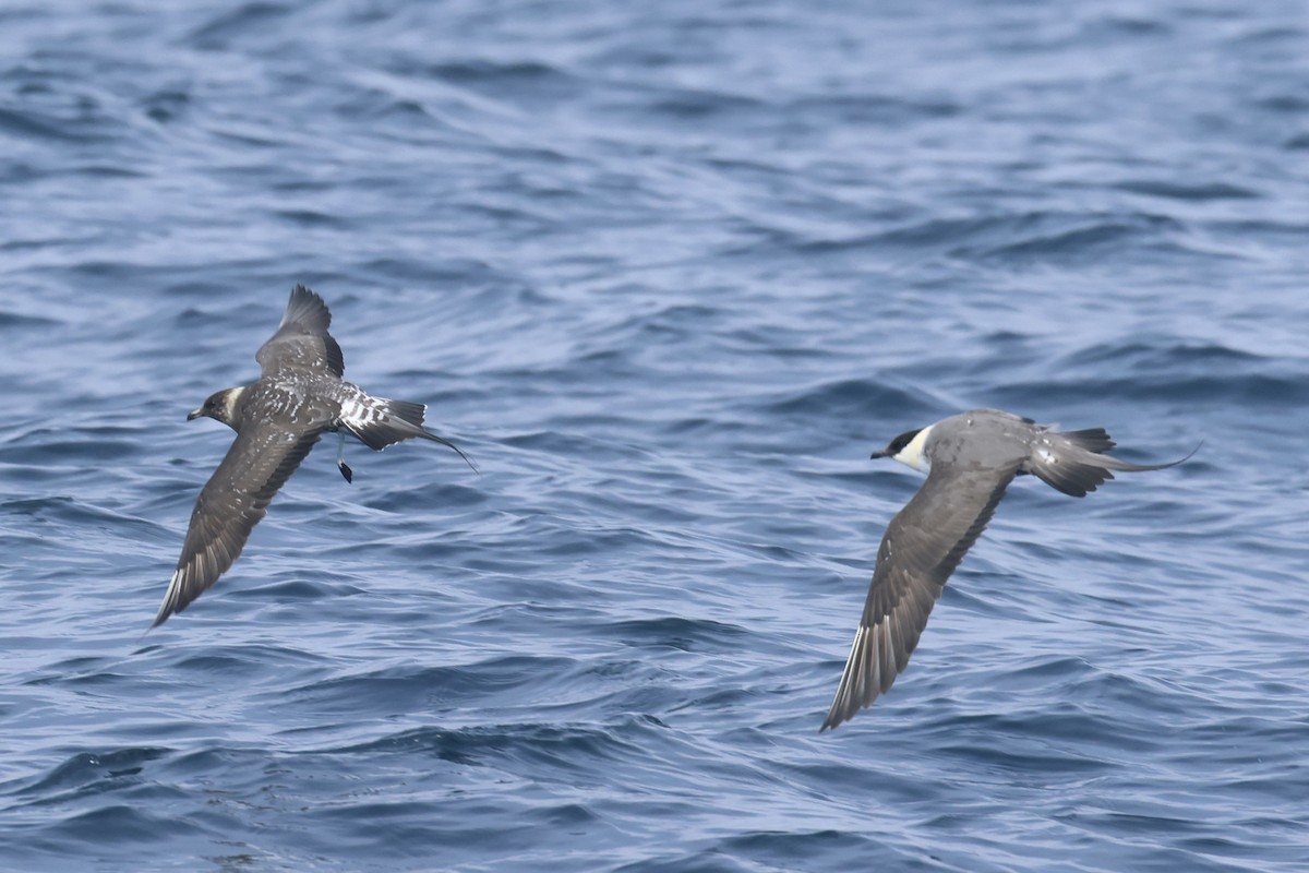 Long-tailed Jaeger - ML639496471