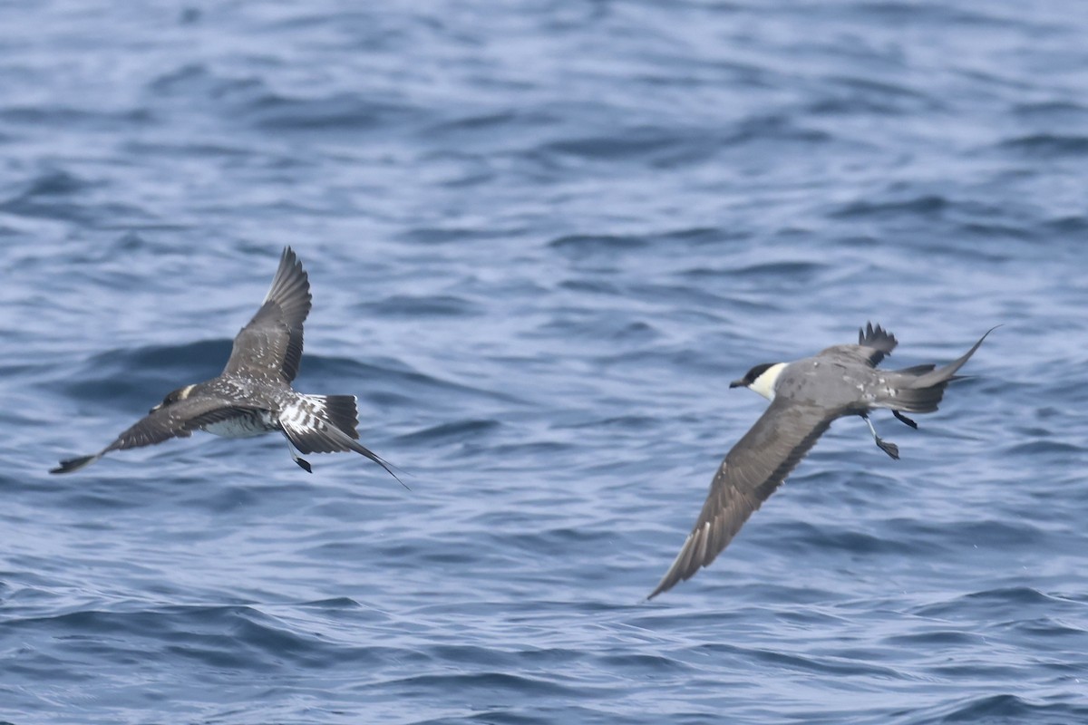 Long-tailed Jaeger - ML639496473