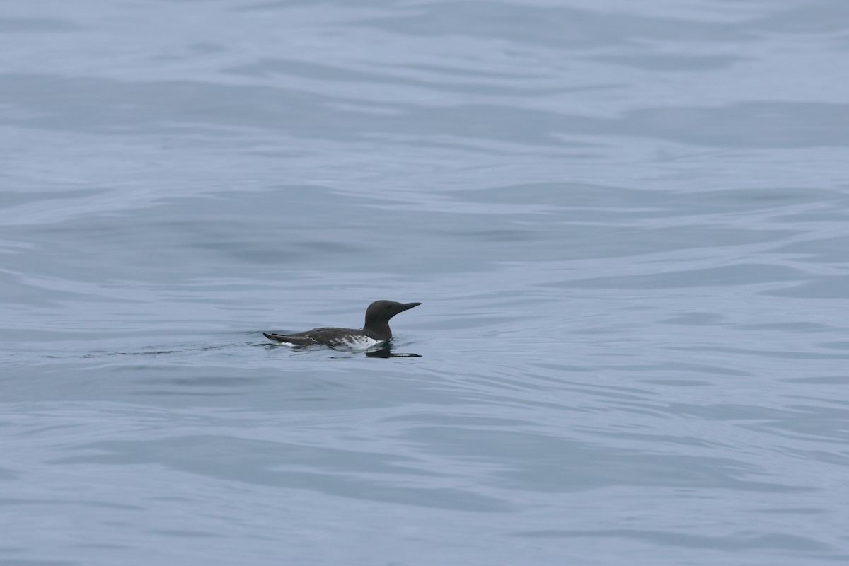 Common Murre - ML639496475