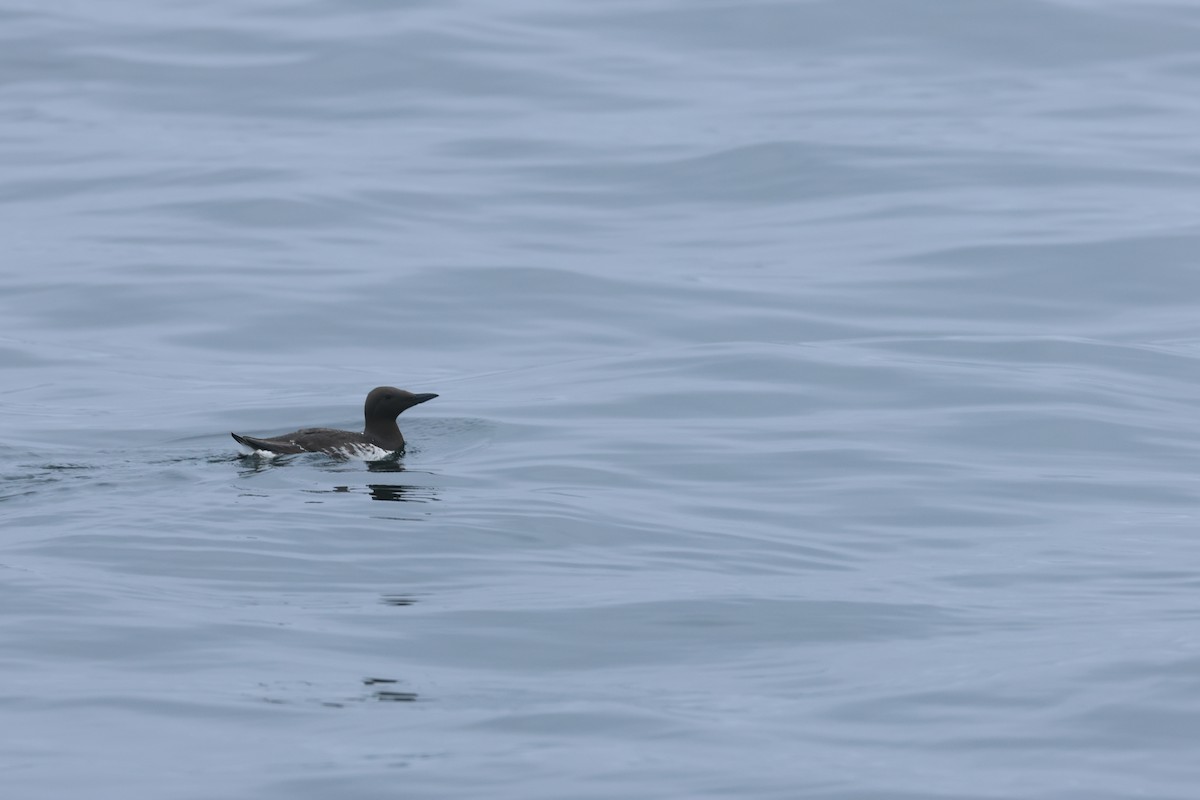 Common Murre - ML639496476