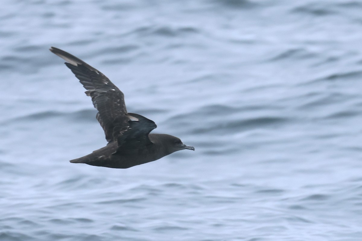 Sooty Shearwater - ML639496477