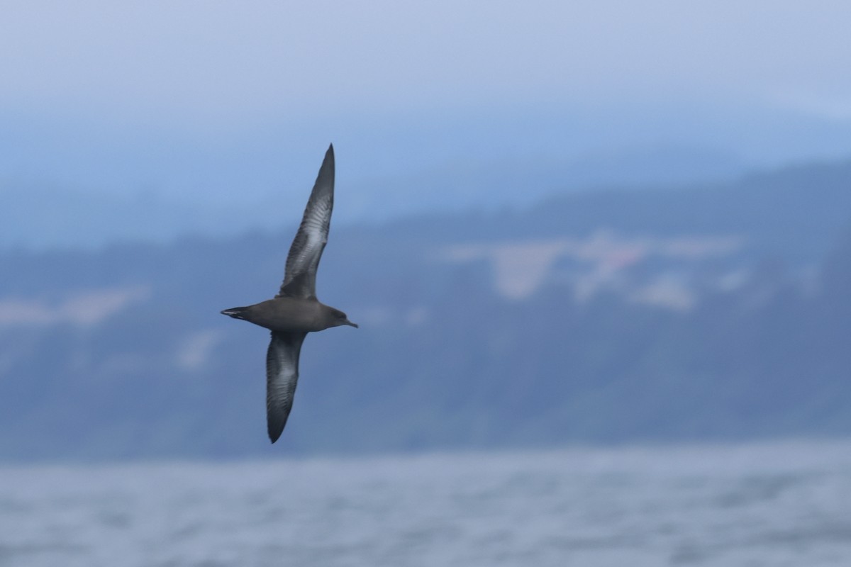 Sooty Shearwater - ML639496478