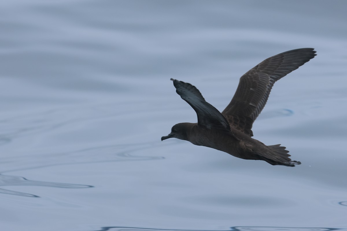 Sooty Shearwater - ML639496481
