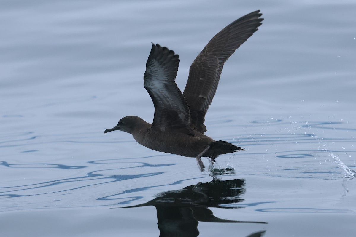 Sooty Shearwater - ML639496482
