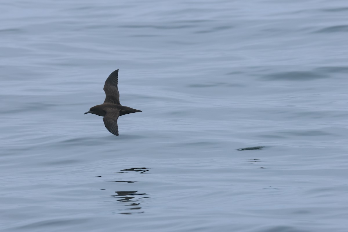 Sooty Shearwater - ML639496483