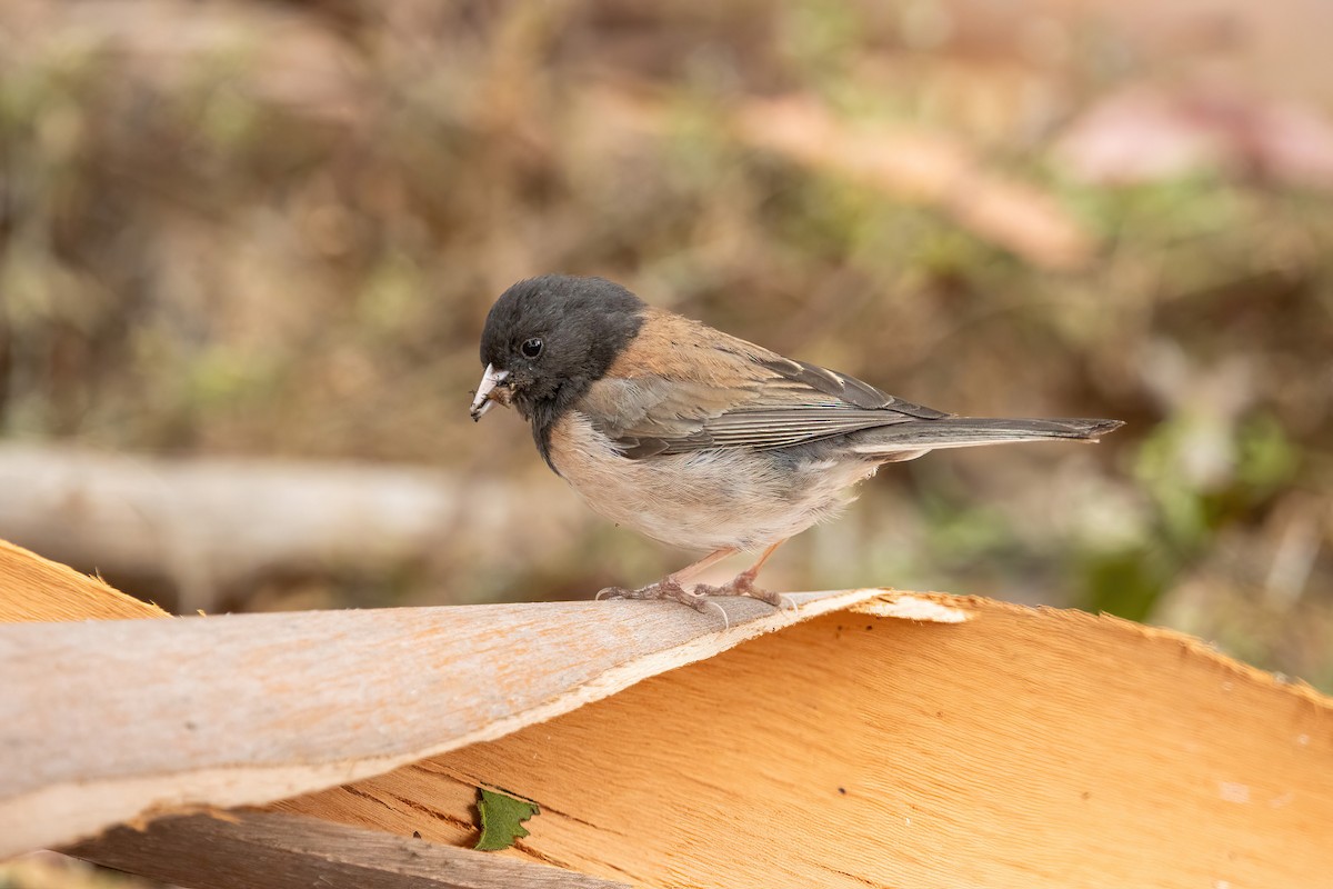 Dark-eyed Junco (Oregon) - ML639496489