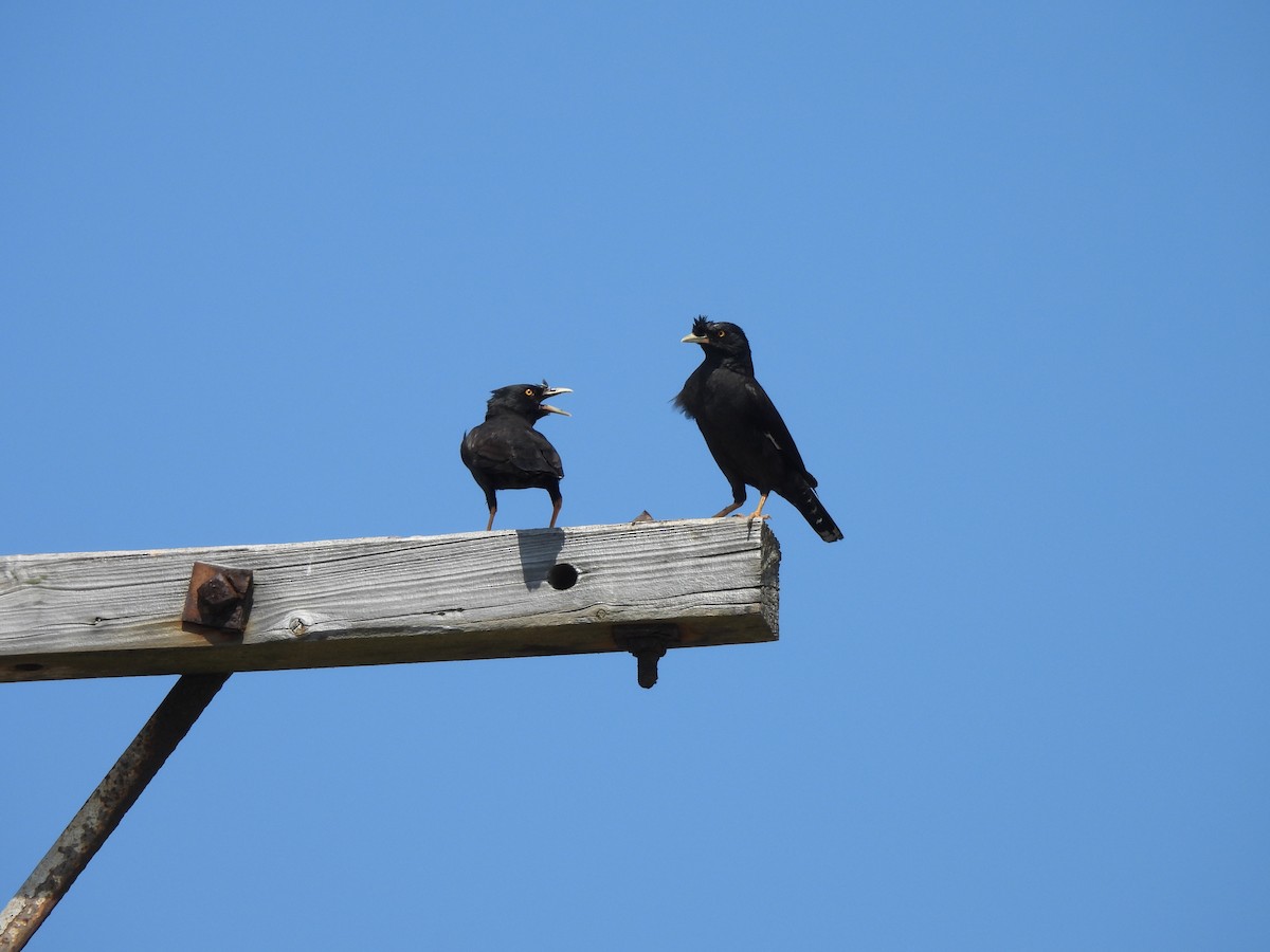 Crested Myna - ML639496543